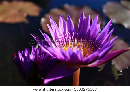 close up image of water lily's pink flower 