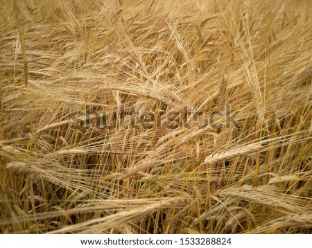 magnificent large agricultural field with ripe wheat from ears autumn landscape