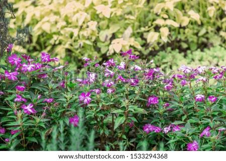 close-up nature background of a variety of flower beds, planted in an expanding nursery,used to decorate a garden or decorate in a restaurant, with blurring of light that hits,has a garden Spectator