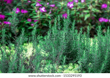 close-up nature background of a variety of flower beds, planted in an expanding nursery,used to decorate a garden or decorate in a restaurant, with blurring of light that hits,has a garden Spectator
