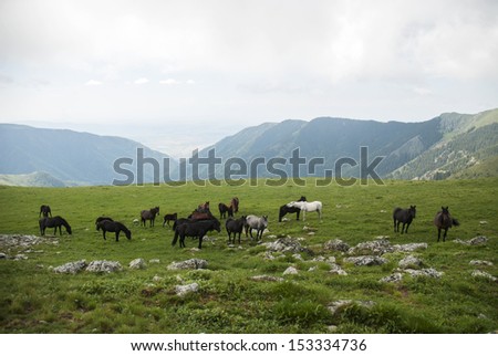 High land meadows with horses 