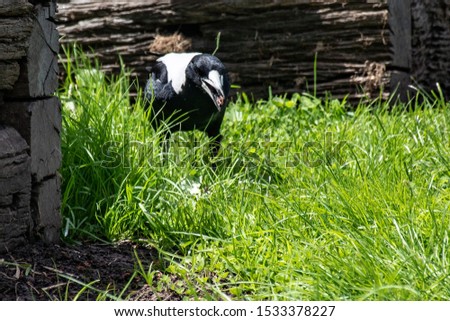 Magpie searching for lunch in Rural Victoria