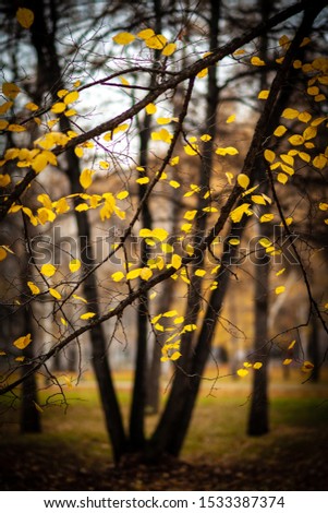 Yellow autumn leaves against the background of black tree trunks in a city park.