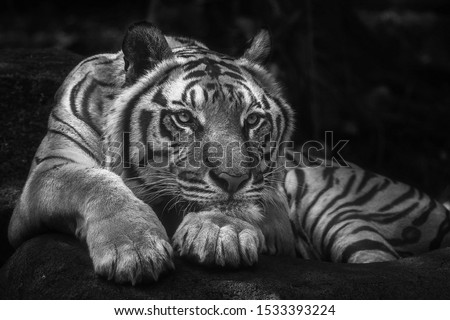 BW Tigers lurk in the dark
