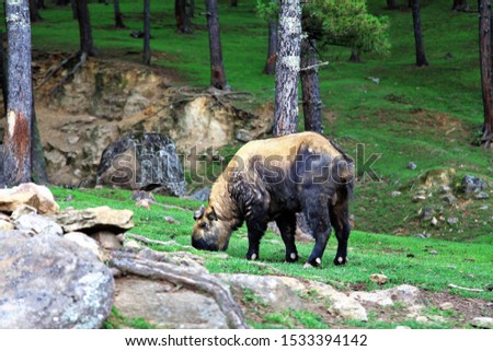 Takin found in the eastern Himalayas and this one in Bhutan,The pictures are not in perfect focus because Takin walk aroun,unseen animal bhutan