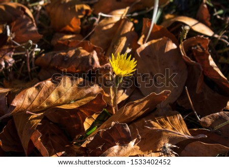 a beautiful yellow flower, which grew on a fallen autumn day among the fallen leaves