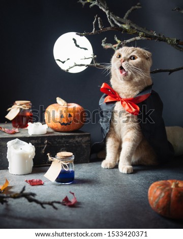 Halloween Sale concept. Cute surprised cat in dracula vampire costume on dark background with moon, pumpkins and candles. Big sale, prices off, advertising campaign