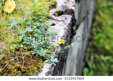 moss and plants on an old wall made of wild stone, norway