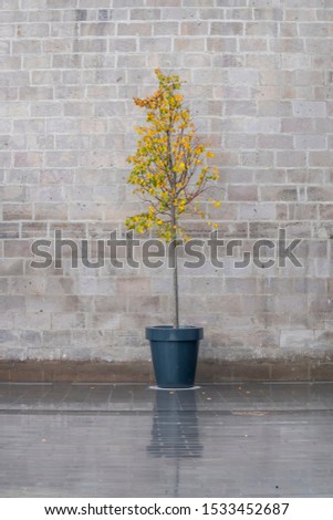 landscape of an old alley and a tree in flowerpot in autumn