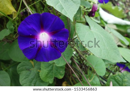 Blue morning glory flowers blooming in the garden.