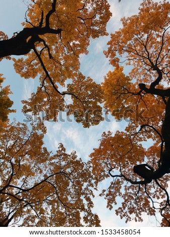 Autumn maple trees against the sky