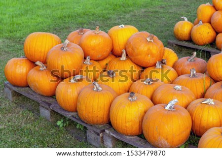 Orange pumpkins for halloween decoration in autumn