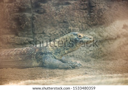 A Giant Varan Lizard Lying In The Sand, 