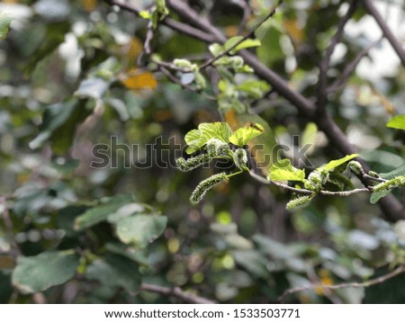 Silhouette of mulberry plants growth in botanical garden, beautiful green leaves, natural background. Close up of foliage. Tropical botany tree. Selective focus.