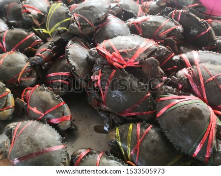 Giant Mud Crabs (Scylla serrata) also known as Black Crab, Mangrove Crab, Serrated Mud Crab, Captivity Tied Up offered for Sea Food dinner concept ,Thailand mud crab at Songkhla lake.