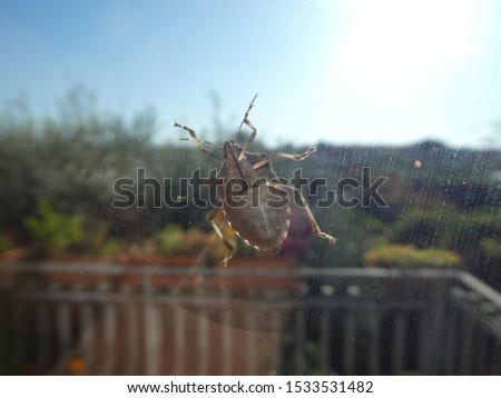 Asian bug walks on a window pane