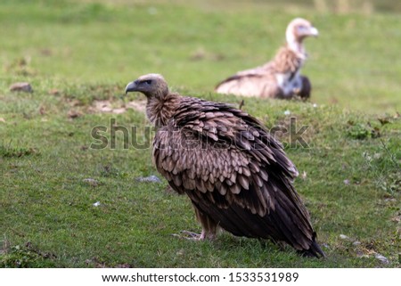 The Himalayan vulture or Himalayan griffon vulture (Gyps himalayensis) is an Old World vulture in the family Accipitridae.