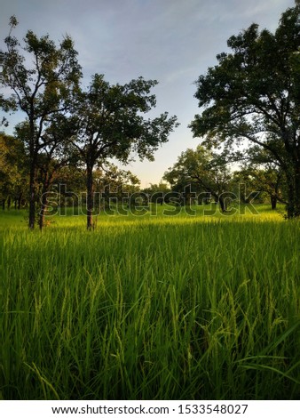 Green rice fields beautiful green leaves
Evening sun nature view of green leaf in 
summer sunlight natural green an landscapes copy space and backgrounds or wallpapers