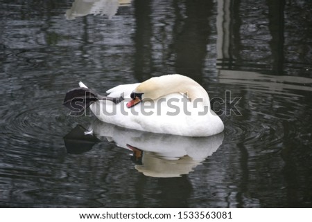 
Portrait of a white swan grooming its feathers floating in a lake