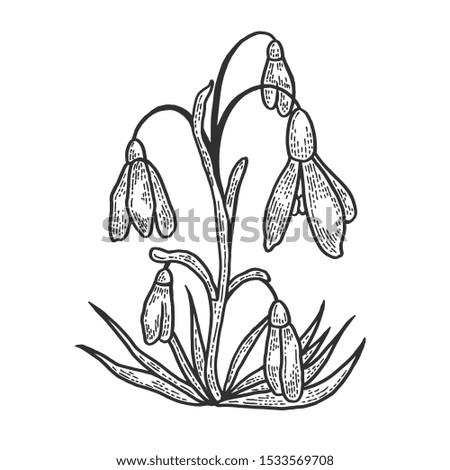 Snowdrop Galanthus flower sketch engraving raster illustration. T-shirt apparel print design. Scratch board style imitation. Black and white hand drawn image.