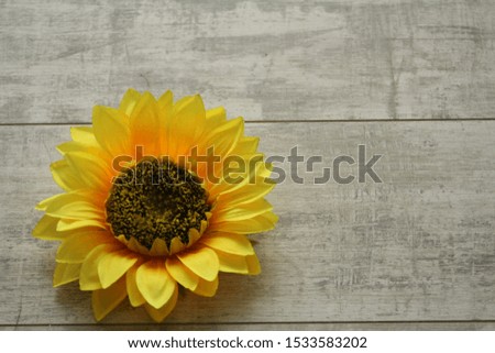 one sunflower lies on the wooden floor