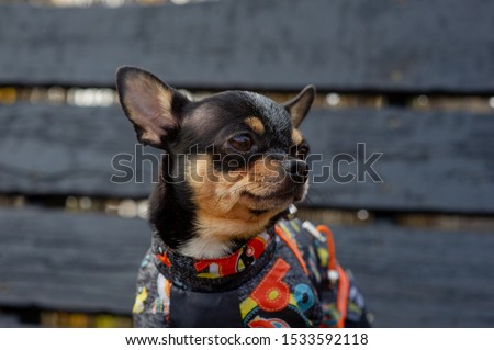 Chihuahua is sitting on the bench.chihuahua dog in clothes standing and facing the camera. chihuahua has a cheeky look. The dog walks in the park. Black-brown-white color of chihuahua in the fall