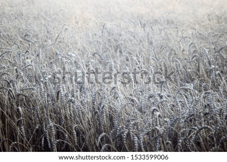 A field of spikelets of ripe wheat. Close-up