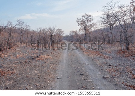 A sandy vehicle track runs through bushes and trees in the wilderness image with copy space in horizontal format