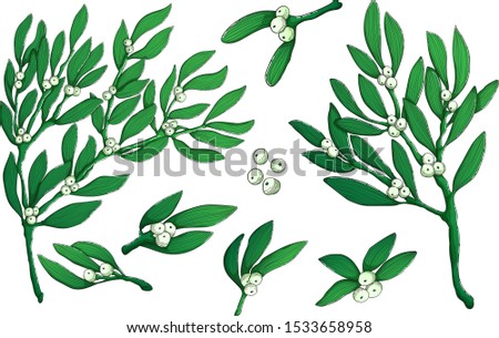 Mistletoe twig hand draw linocut vector colorful illustration Christmas collection. Ilex branch art X-mas set. Holly berries in cartoons style