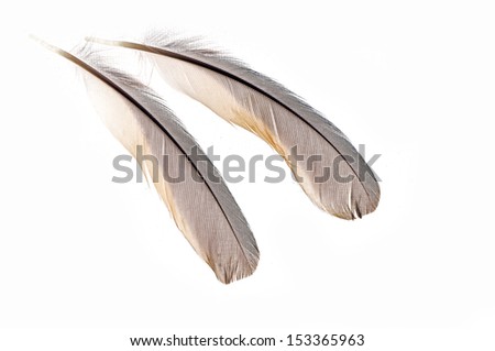A bird's feathers on a white background, close-up pictures 