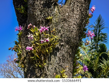 Flowering orchids (Cattleya intermedia) in the garden, growing on the trunk of the trees. Epiphyte flowers. Cattleya intermedia is a native species of Brazil.  Royalty-Free Stock Photo #1533666491