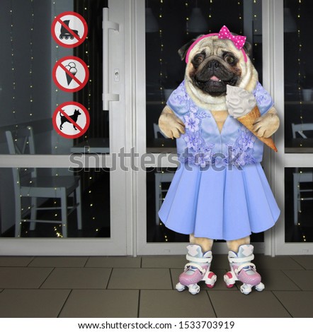 The dog in a blue dress and a protective helmet on roller skates eats a ice cream cone near the cafe with prohibition signs.