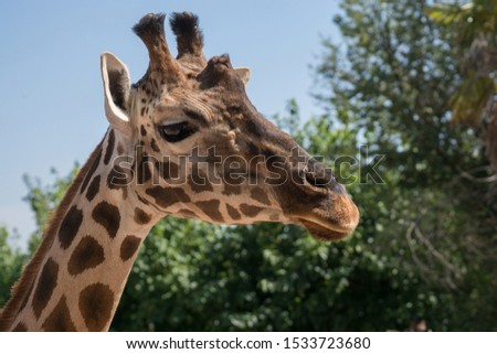 Portrait of an adult giraffe in captivity