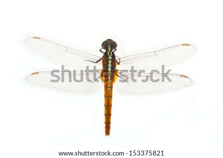 Dragonfly Isolated on white background.