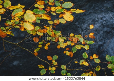 Colorful autumn leaves with cold blue creek waters in the background