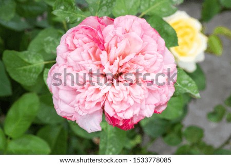 Rose flower with sunshine on background and green leaf in Nature garden.