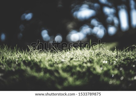 spring green grass and blurred background