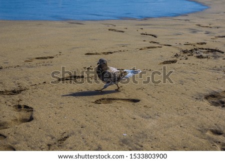 Dove on the beach in tenerife