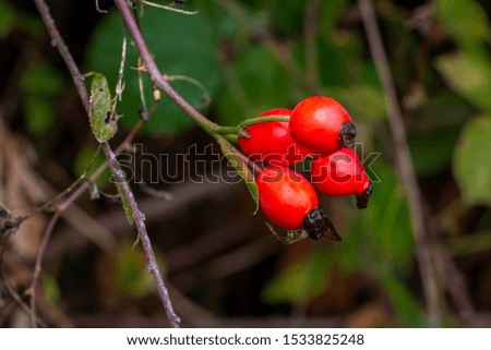 Rose hips from the dog rose  in autumn time, picture taken in Belgium