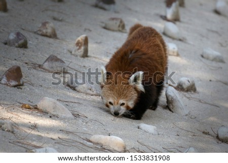 Cute red panda walking next to a pond