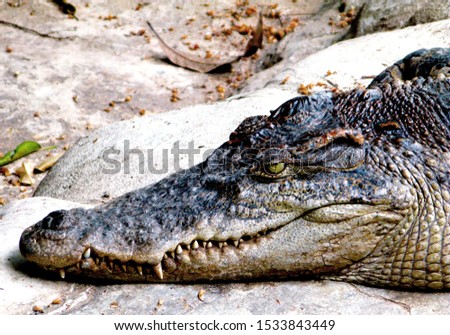 Crocodile close up photo on bright background.