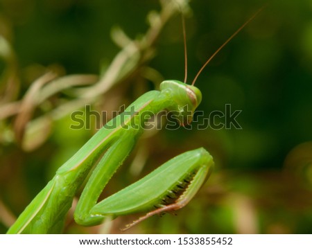 Close up of insect in landscape