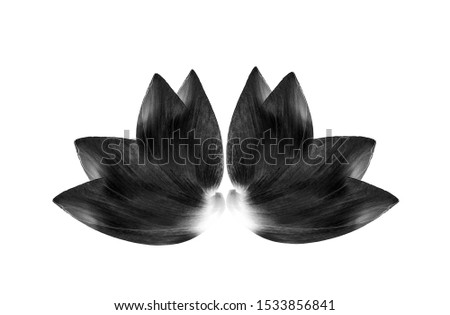 art of Lotus petal on white background