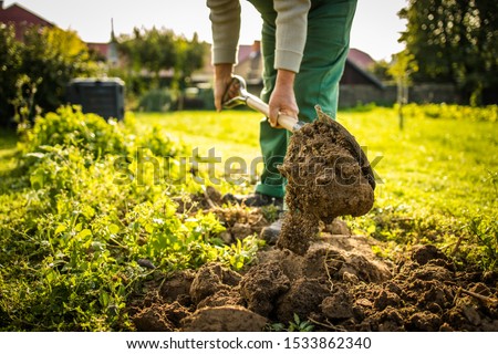 Senior gardener gardening in his permaculture garden -  preparing the ground for winter at the end of summer Royalty-Free Stock Photo #1533862340