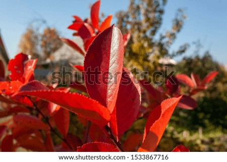 red and orange autumn leaves on a Bush of black mountain ash