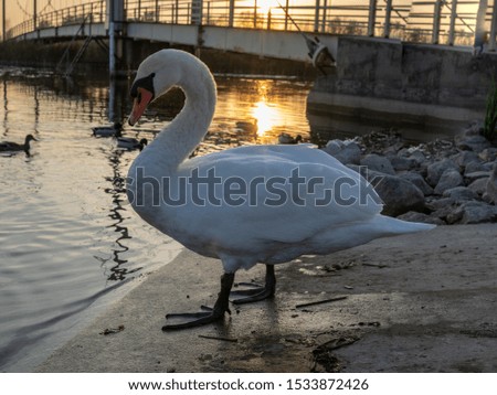 picture with swan family by the lake, autumn evening before sunset,