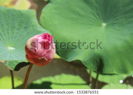 Bloom pink  lotus flower with green lotus leaves in the pond under bright sunlight of summer. Symbol of peaceful and buddhism.
