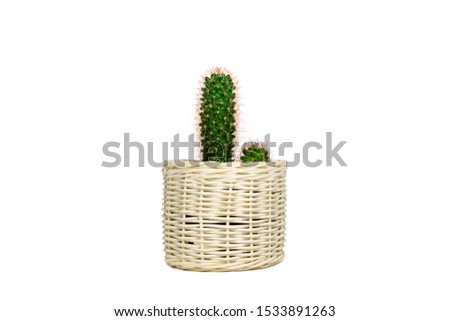 Small cactus (mammillaria elongata) in wooden basket potted isolated on white background with blank.Design for mockup.Scandinavian home plant decoration.Minimalist style.