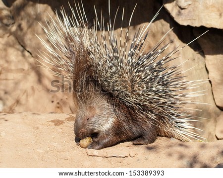 One dangerous porcupine in defensive pose - close view