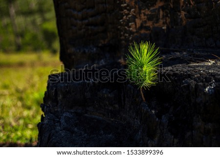 Green pine germ of new vitality in the forest. Photo used for advertising design, magazine, printing idea and more